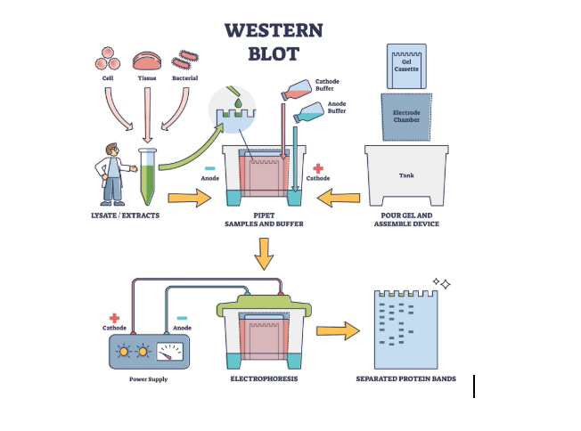 Automated Blot Processors